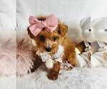 Puppy Puppy 8 Poodle (Toy)