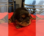 Small Photo #1 Cavalier King Charles Spaniel Puppy For Sale in WESTLAKE VILLAGE, CA, USA