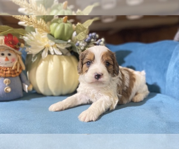 Medium Photo #1 Cavapoo Puppy For Sale in TOMPKINSVILLE, KY, USA