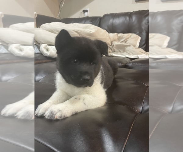 Medium Photo #1 Akita Puppy For Sale in ARVADA, CO, USA