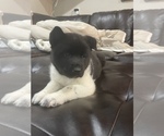 Small Photo #1 Akita Puppy For Sale in ARVADA, CO, USA