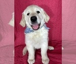 Small English Cream Golden Retriever