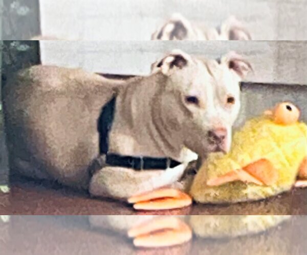 Medium Photo #4 American Staffordshire Terrier-Weimaraner Mix Puppy For Sale in Denton, TX, USA