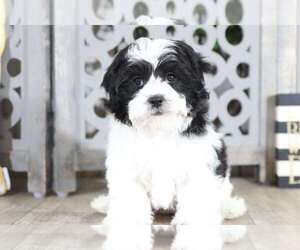 Zuchon Puppy for sale in MOUNT VERNON, OH, USA