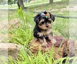 Small #6 Morkie