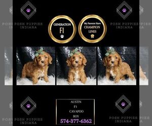 Cavapoo Puppy for sale in WARSAW, IN, USA