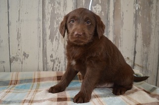 Miniature Labradoodle Puppy for sale in HONEY BROOK, PA, USA