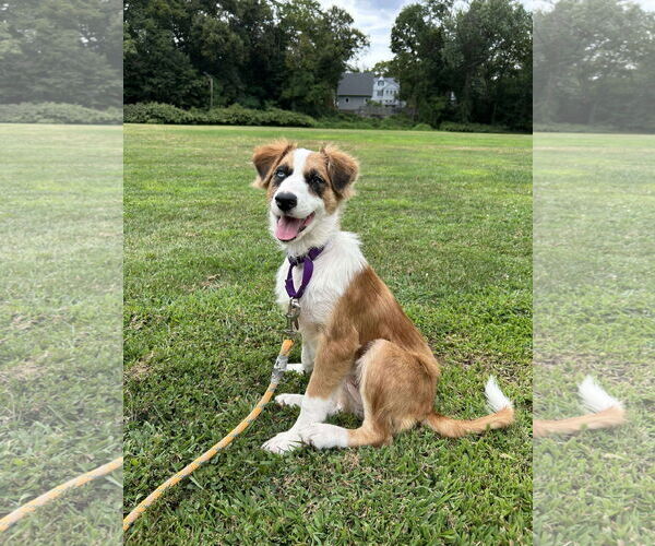Medium Photo #3 Australian Shepherd-Unknown Mix Puppy For Sale in pomfret, CT, USA