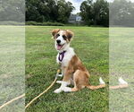 Small #2 Australian Shepherd Mix