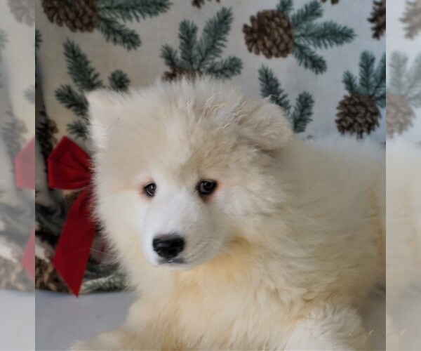 Medium Photo #2 Samoyed Puppy For Sale in THORP, WI, USA