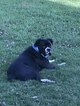 Small Photo #1 Boxer Puppy For Sale in BESSEMER, AL, USA
