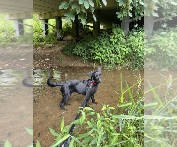 Medium Photo #3 Mutt Puppy For Sale in Candler, NC, USA