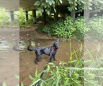 Small #2 Mutt