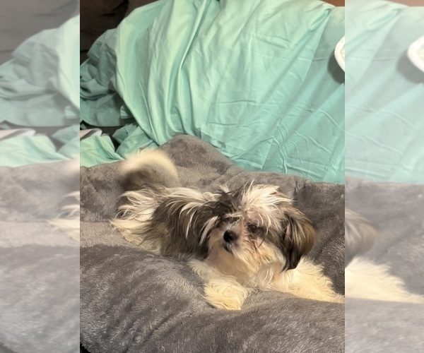 Medium Photo #1 Shih Tzu Puppy For Sale in BROOKLET, GA, USA