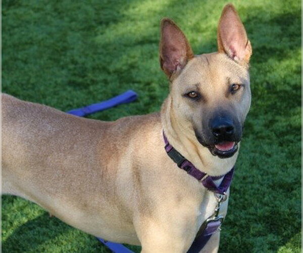 Medium Photo #1 Mutt Puppy For Sale in Martinez, CA, USA