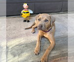 Small Photo #4 Black Mouth Cur-Unknown Mix Puppy For Sale in Boston, MA, USA