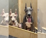 Small #4 Great Dane