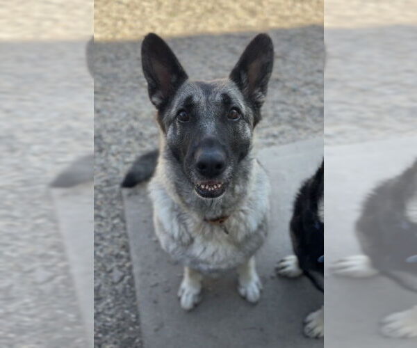 Medium Photo #27 German Shepherd Dog-Unknown Mix Puppy For Sale in Bemidji, MN, USA