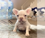 Small Photo #10 French Bulldog Puppy For Sale in CHICAGO, IL, USA