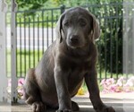 Small Photo #3 Labrador Retriever Puppy For Sale in DANVILLE, PA, USA