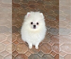 Pomeranian Puppy for sale in SUNNY ISL BCH, FL, USA