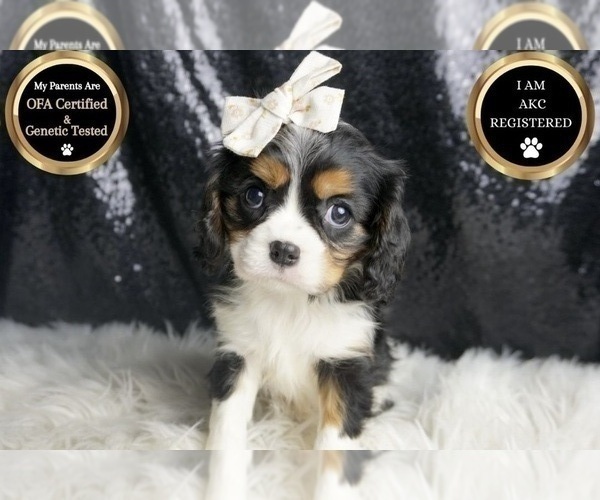 Medium Photo #2 Cavalier King Charles Spaniel Puppy For Sale in WARSAW, IN, USA