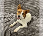 Small Jack Russell Terrier