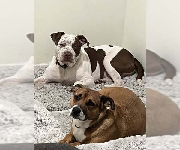 Medium Photo #3 Mutt Puppy For Sale in Jackson Township, NJ, USA