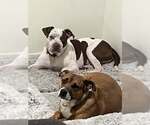 Small Photo #3 Mutt Puppy For Sale in Jackson Township, NJ, USA