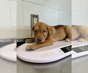 Shepradors Dogs for adoption in Corpus Christi, TX, USA