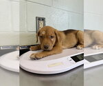 Small Shepradors