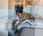Small Photo #5 Boxer Puppy For Sale in  Katy, TX, USA