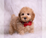Small Photo #72 Goldendoodle (Miniature) Puppy For Sale in WARSAW, IN, USA