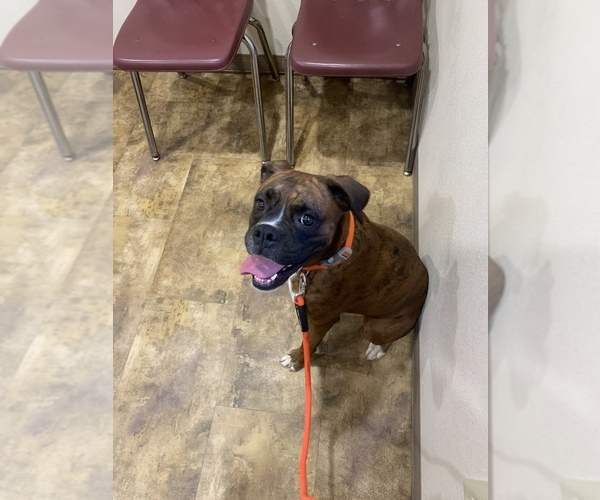 Medium Photo #1 Boxer Puppy For Sale in DAYTON, TX, USA