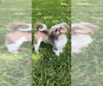 Small Photo #1 Shih Tzu Puppy For Sale in Weston, FL, USA