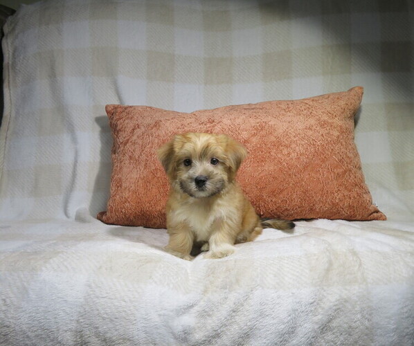 Medium Photo #2 Morkie Puppy For Sale in COOKEVILLE, TN, USA