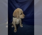 Small Photo #8 Golden Retriever Puppy For Sale in SAN FERNANDO, CA, USA