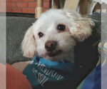Small #2 Maltipoo