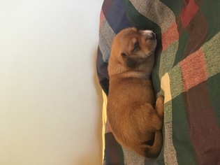 Dachshund Puppy for sale in COLLINSVILLE, MS, USA