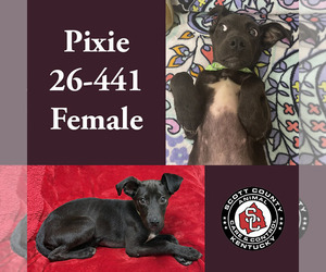 Mutt Dogs for adoption in Georgetown, KY, USA