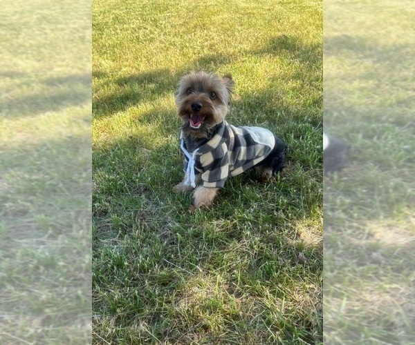 Medium Photo #78 Yorkshire Terrier Puppy For Sale in WARSAW, IN, USA