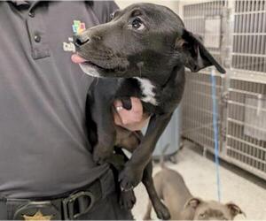 Labrador Retriever-Unknown Mix Dogs for adoption in Houston, TX, USA
