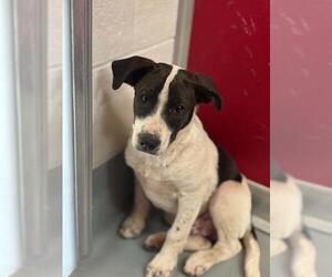 Mutt Dogs for adoption in Visalia, CA, USA