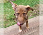 Small Photo #4 German Shepherd Dog-Unknown Mix Puppy For Sale in Minneapolis, MN, USA