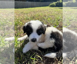 Anatolian Pyrenees Dogs for adoption in Holly Springs, NC, USA