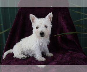 West Highland White Terrier Puppy for sale in SHILOH, OH, USA