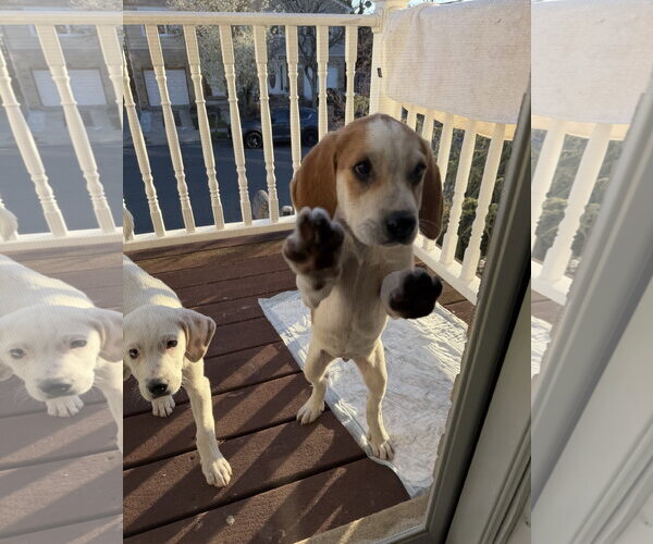 Medium Photo #3 Bluetick Coonhound-Great Pyrenees Mix Puppy For Sale in Staten Island, NY, USA