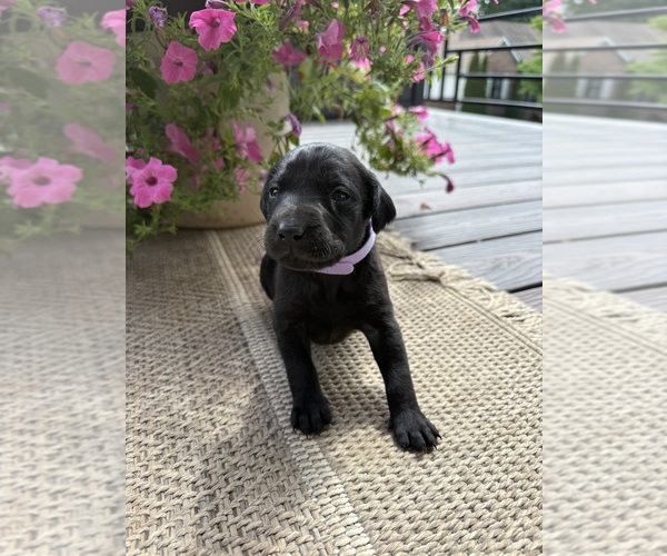 Medium Photo #1 Labrador Retriever Puppy For Sale in COOKEVLE, TN, USA