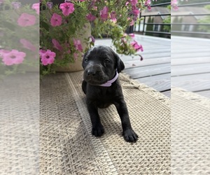 Medium Labrador Retriever