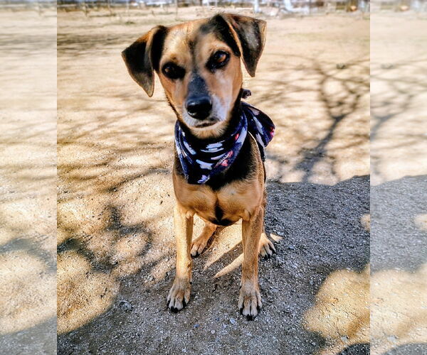 Medium Photo #1 Beagle-Unknown Mix Puppy For Sale in Apple Valley, CA, USA